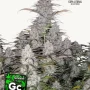 Насіння конопель GREEN CRACK Auto від Fast Buds